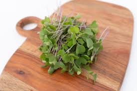Seed - Kohlrabi ‘Purple Vienna’ Microgreens - West Coast Seeds
