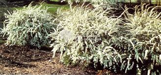 Spiraea cinerea 'Grefsheim' (ou Spirea arguta 'Graciosa')