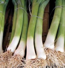 Semence - Poireau 'Alto' Biologique - West Coast Seeds