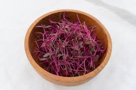 Seeds - Amaranth microgreens - West Coast Seeds