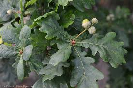 Quercus - Robur - Pedunculata - Chêne pédonculé