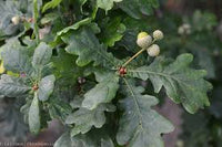 Quercus - Robur - Pedunculata - Chêne pédonculé