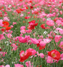 Seed - Poppy 'Shirley Double' Mix - West Coast Seeds