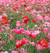 Seed - Poppy 'Shirley Double' Mix - West Coast Seeds