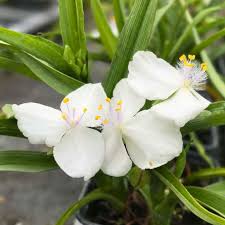 Tradescantia x andersoniana (Blanc)