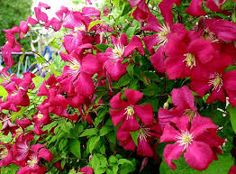 Clematis Viticella Mme Julia Correvon
