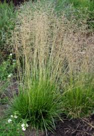 Deschampsia caespitosa