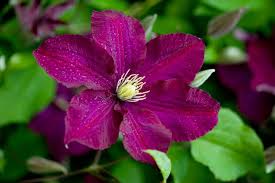 Clematis Viticella Polish Spirit