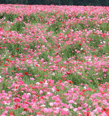 Seed - Poppy 'Shirley Double' Mix - West Coast Seeds