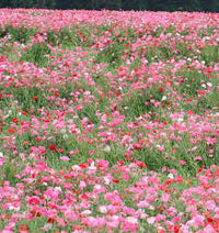 Seed - Poppy 'Shirley Double' Mix - West Coast Seeds