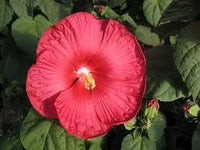 Hibiscus Luna mix