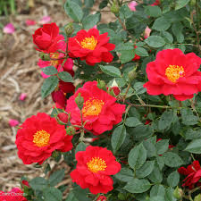 Rosa Oso Easy® Urban Legend® - Rosier