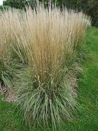 Calamagrostis Avalanche