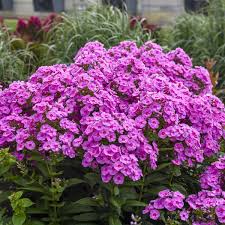 Phlox pan Luminary Prismatic Pink PW