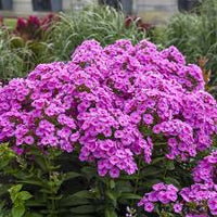 Phlox pan Luminary Prismatic Pink PW