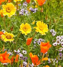 Semence - Fleurs Sauvages (Mélange Xeriscape) - West Coast Seeds