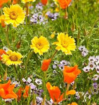 Semence - Fleurs Sauvages (Mélange Xeriscape) - West Coast Seeds