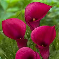Calla Dior