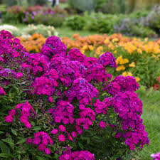 Phlox - paniculata LUMINARY Ultraviolet