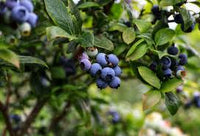 Vaccinium corymbosum 'Elizabeth'