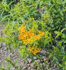 Seed - Mexican Tarragon - West Coast Seeds