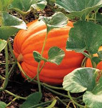 Seed - Pumpkin 'Big Max' - West Coast Seeds