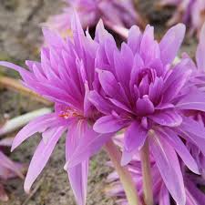 Bulbe d'automne - Colchicum Waterlily