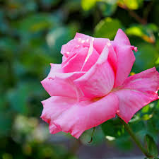 Rosa 'Lambert Closse' - Rosier
