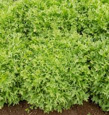 Semence - Chicorée 'Benefine' Biologique - West Coast Seeds