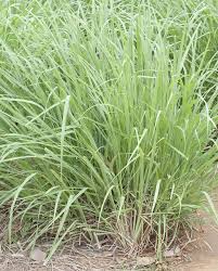 Semence - Citronelle - West Coast Seeds