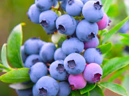 Vaccinium Razz - Bleuet