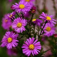 Aster 'Alert' (novi-belgii)