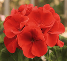 Semence - Géranium Maverick Rouge - OSC