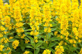 LYSIMACHIA punctata – LYSIMAQUE