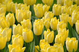 bulbe d'automne - tulipe sunny prince