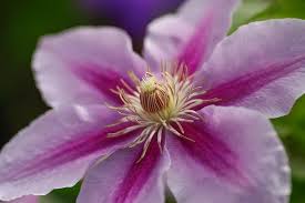 Clematis Bee's jubilee