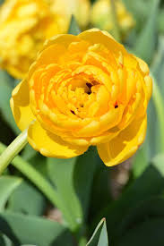 Bulbe d'automne - Tulipe Double - Peony Yellow Pomponette