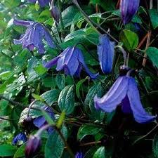 Clematis blue boy