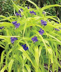 Tradescantia Blue and gold