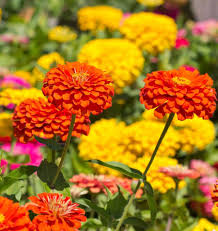Seed - Zinnia 'Giant Blue Point' - West Coast Seeds