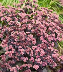 Sedum Rock n'Grow Back in black
