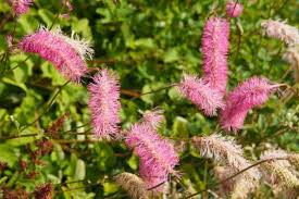 Sanguisorba - obtusa