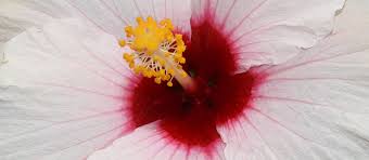 Hibiscus sunny cities bilbao