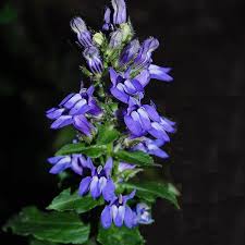 Lobelia Siphilitica Blue Select