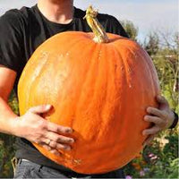 Seed - Pumpkin 'Big Max' - West Coast Seeds