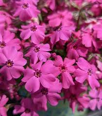 Phlox Spring® ' Late Pink (sub.)