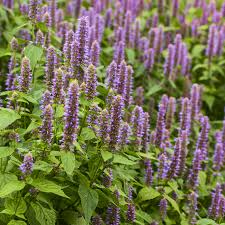 Agastache Foeniculum - agastache fenouil