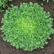 Semence - Chicorée 'Benefine' Biologique - West Coast Seeds