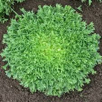 Semence - Chicorée 'Benefine' Biologique - West Coast Seeds