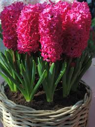 bulbe d'automne - jacinthe Jan bos